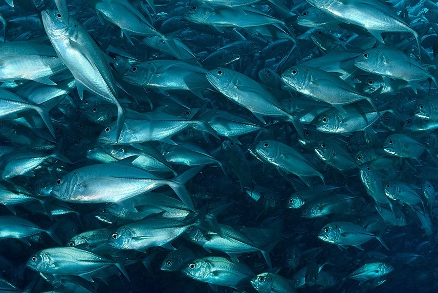 Kolagen či želatina